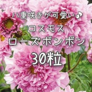 【ローズボンボンのタネ】30粒 種子 種 コスモス 秋桜 切り花にも 花(その他)