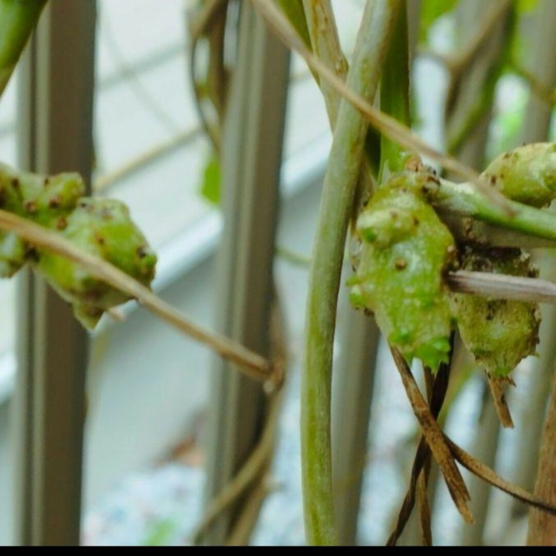 無農薬おかわかめむかご／10粒 食品/飲料/酒の食品(野菜)の商品写真