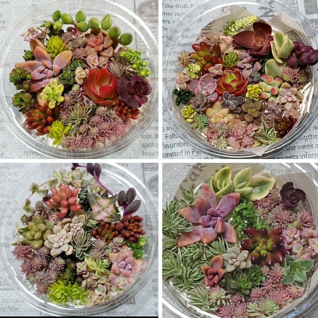 多肉植物　カット苗　詰め合わせ ハンドメイドのフラワー/ガーデン(その他)の商品写真