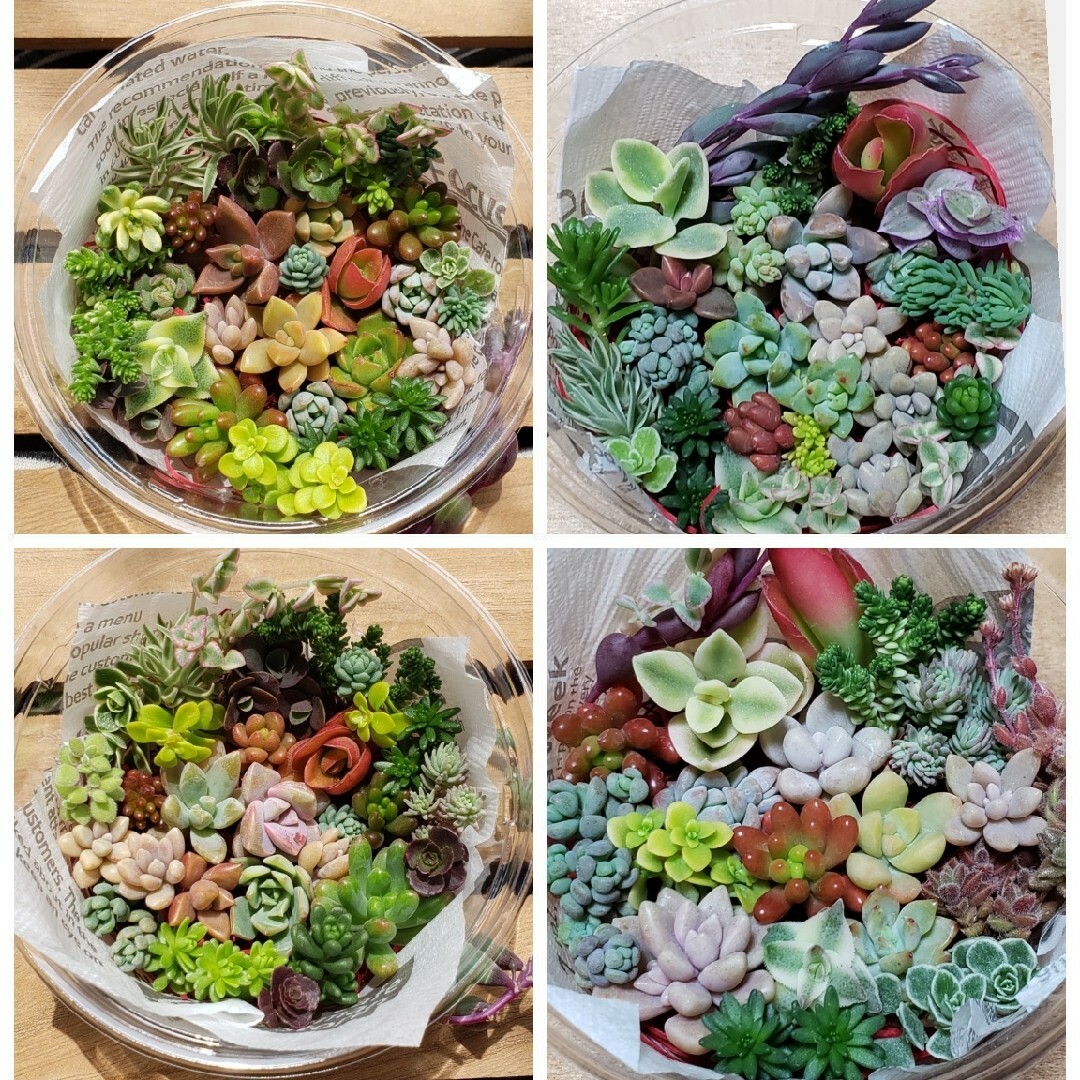 多肉植物　カット苗　詰め合わせ ハンドメイドのフラワー/ガーデン(その他)の商品写真