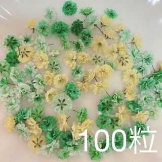 グリーン系 かすみ草ドライフラワー100粒(ドライフラワー)