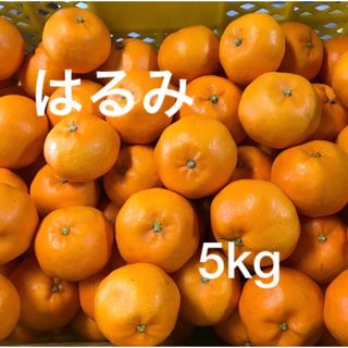 和歌山県産はるみ　5kg(フルーツ)