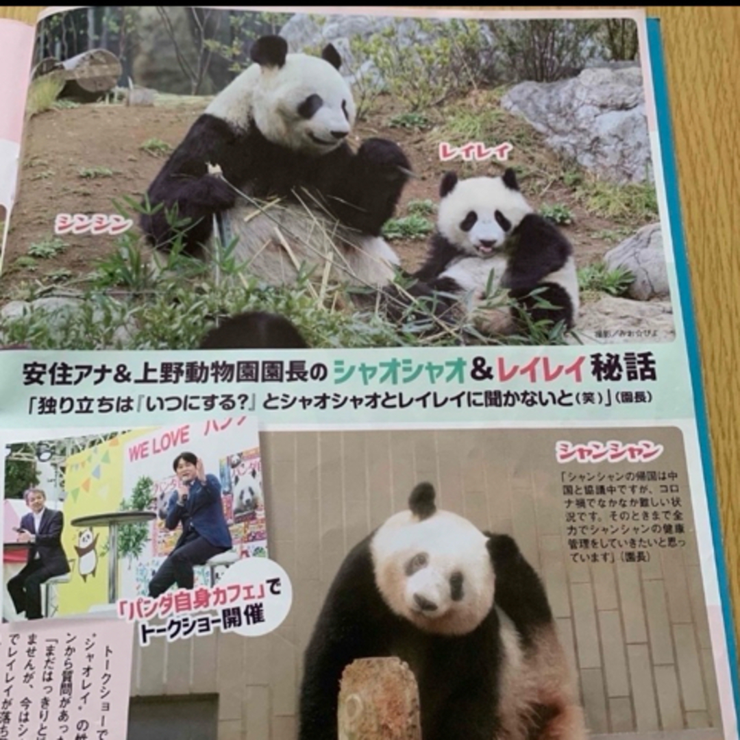 パンダ　ひなまつり　楓浜　シャオシャオ　レイレイ　シャンシャン　上野動物園 エンタメ/ホビーのコレクション(印刷物)の商品写真