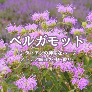 【ハーブの種】ベルガモット☆モナルダ 花の種子 100粒以上！(プランター)