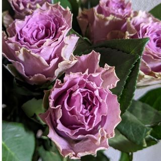 紫の薔薇　波状花弁　ケニアローズ　輸入薔薇　薔薇苗　ポット苗　バラ　ネコポス箱(その他)