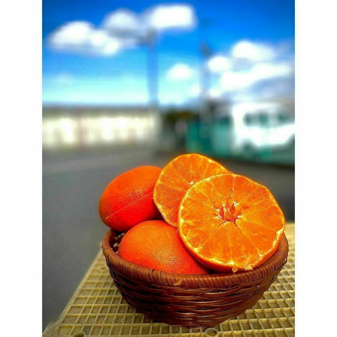 高級柑橘をお手頃に提供！【甘平🍊大玉】5Kg 食品/飲料/酒の食品(フルーツ)の商品写真