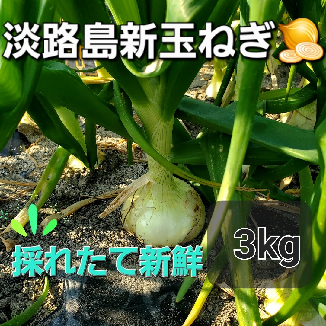 淡路島新玉ねぎ🧅極早生玉ねぎ3kg 食品/飲料/酒の食品(野菜)の商品写真