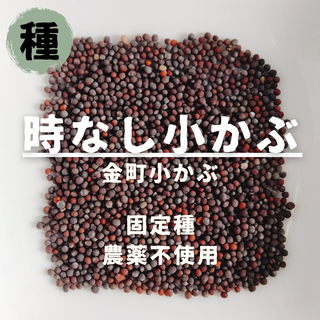 【種】時なし小かぶ　金町小かぶ　無農薬　150粒(野菜)