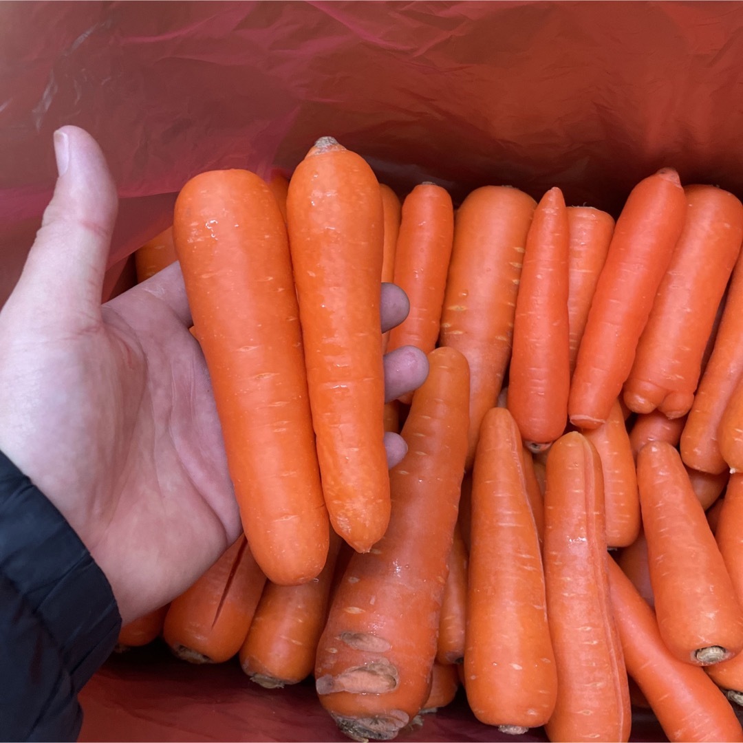 熊本　無農薬　人参　20キロ 食品/飲料/酒の食品(野菜)の商品写真