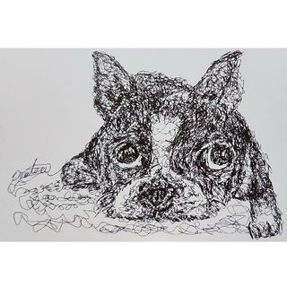 『ボストンテリア』犬。ボールペン画【2】。一筆書き。絵画。ペン画。ハガキ。(絵画/タペストリー)