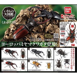 バンダイ(BANDAI)のいきもの大図鑑 くわがた05  全5種セット(その他)