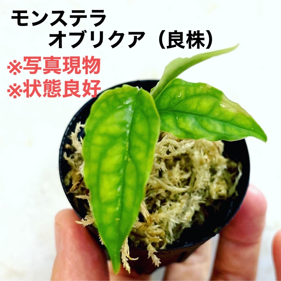 ◆モンステラオブリクアMonstera obliqua peru #植物さかな屋 ハンドメイドのフラワー/ガーデン(その他)の商品写真