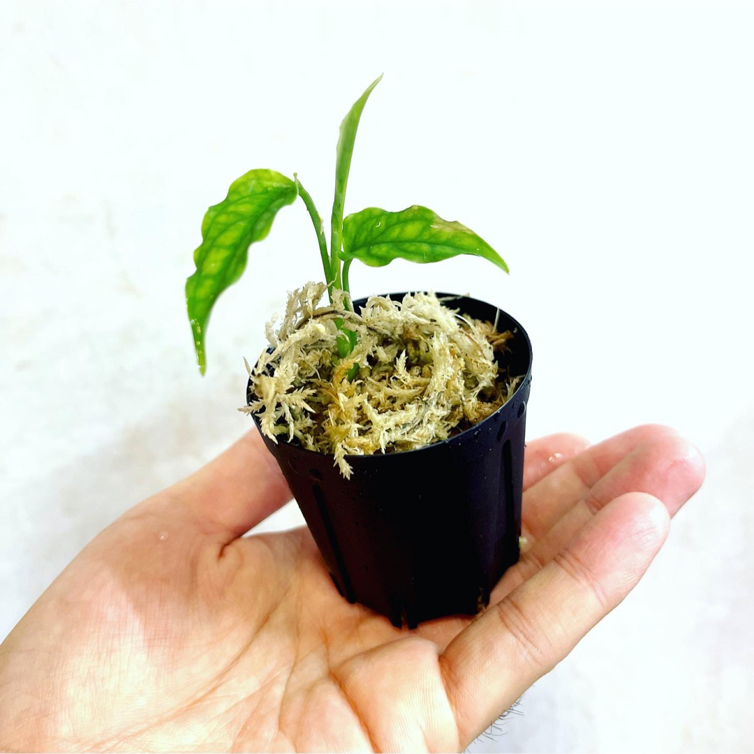 ◆モンステラオブリクアMonstera obliqua peru #植物さかな屋 ハンドメイドのフラワー/ガーデン(その他)の商品写真