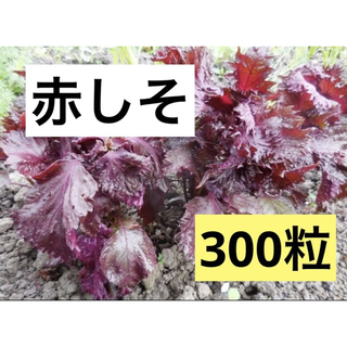 昭和からの味 香り ちりめん 赤しそ 300粒　和のハーブ スプラウト 発芽野菜(野菜)