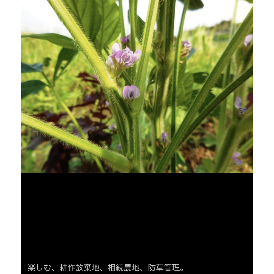 かんたん　たつの枝豆 20粒　トライ 家庭菜園 無化学肥料 自然菜園 野菜種苗 食品/飲料/酒の食品(野菜)の商品写真