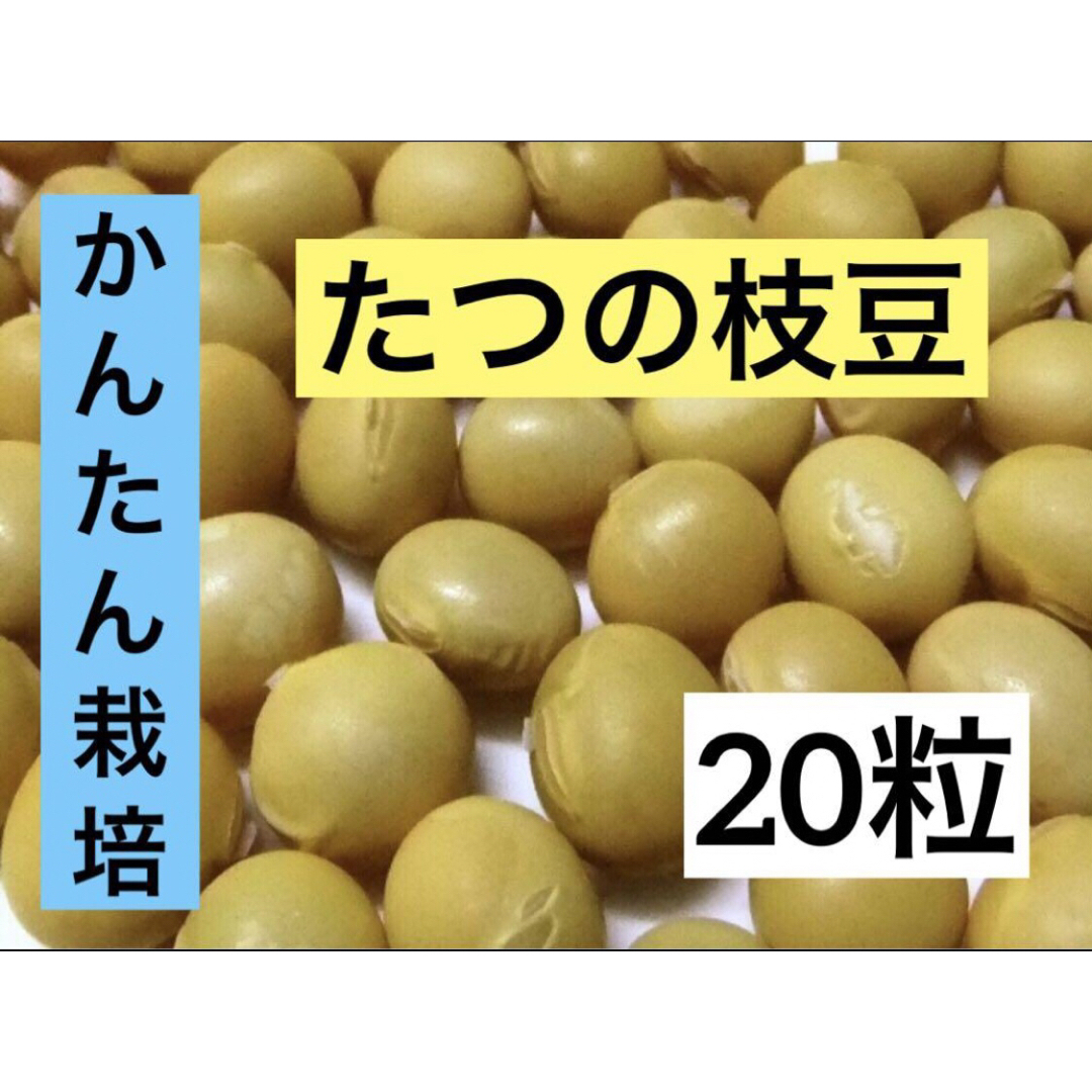 かんたん　たつの枝豆 20粒　トライ 家庭菜園 無化学肥料 自然菜園 野菜種苗 食品/飲料/酒の食品(野菜)の商品写真