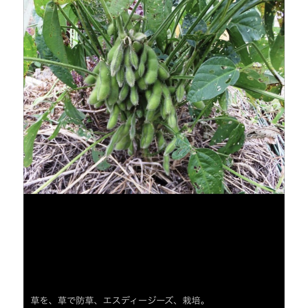 かんたん　たつの枝豆 20粒　トライ 家庭菜園 無化学肥料 自然菜園 野菜種苗 食品/飲料/酒の食品(野菜)の商品写真