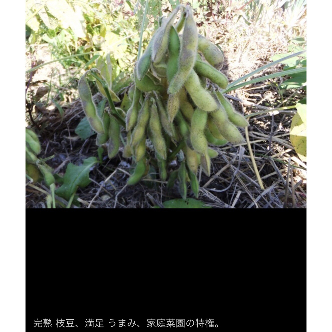 かんたん　たつの枝豆 20粒　トライ 家庭菜園 無化学肥料 自然菜園 野菜種苗 食品/飲料/酒の食品(野菜)の商品写真