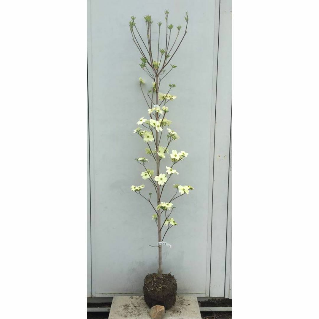 《現品》花水木（ハナミズキ）白花　樹高1.7ｍ（根鉢含まず）43【苗木/植木】 ハンドメイドのフラワー/ガーデン(その他)の商品写真