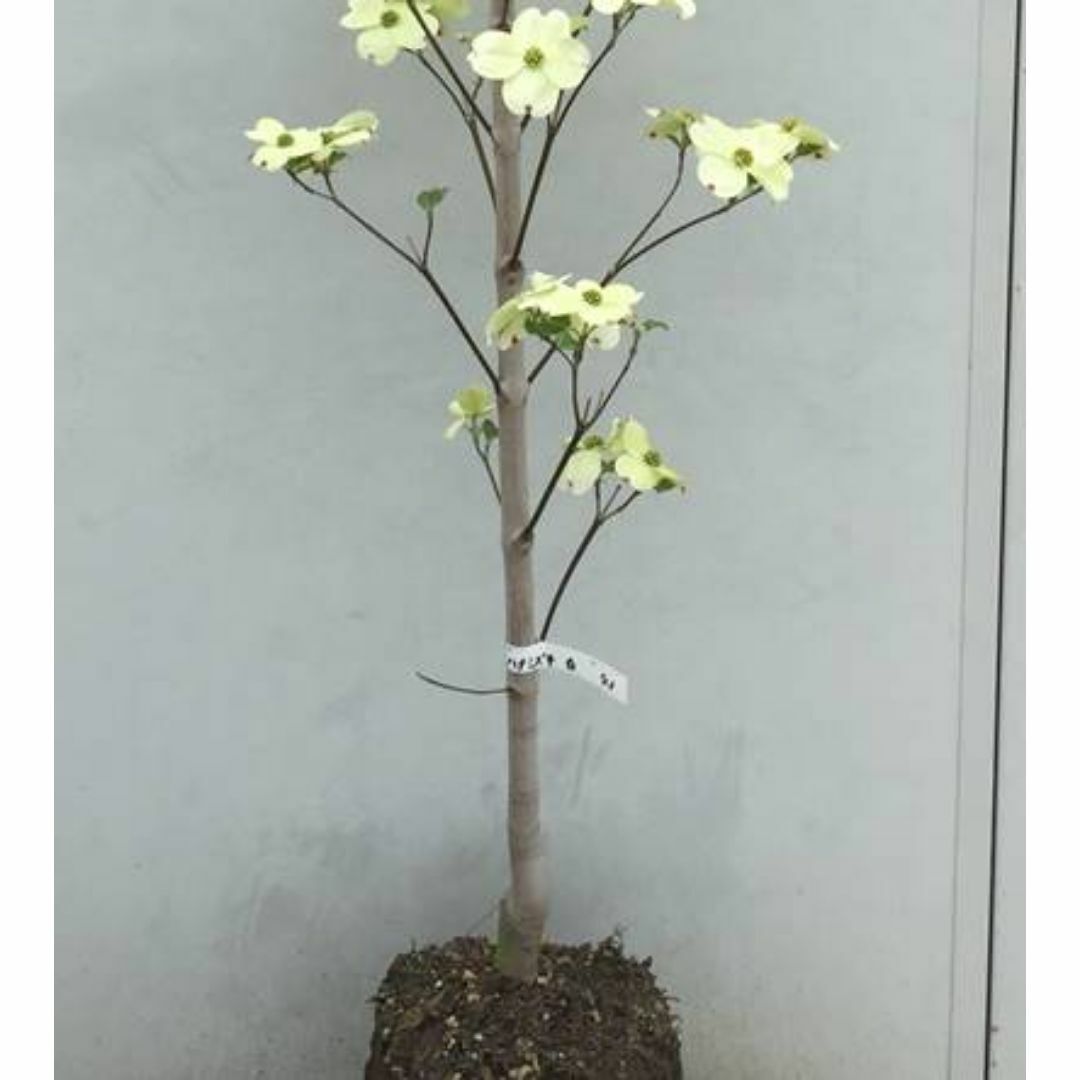 《現品》花水木（ハナミズキ）白花　樹高1.7ｍ（根鉢含まず）43【苗木/植木】 ハンドメイドのフラワー/ガーデン(その他)の商品写真