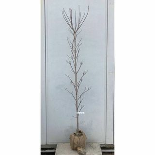 《現品》花水木（ハナミズキ）白花　樹高1.7ｍ（根鉢含まず）43【苗木/植木】(その他)