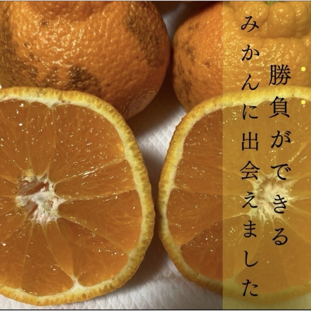 本領発揮！デコポン　発祥の地！熊本本場の不知火町 『ぶちゃポン』１０Kg みかん 食品/飲料/酒の食品(フルーツ)の商品写真