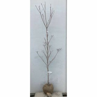 《現品》花水木（ハナミズキ）白花　樹高1.8ｍ（根鉢含まず）45【苗木/植木】(その他)