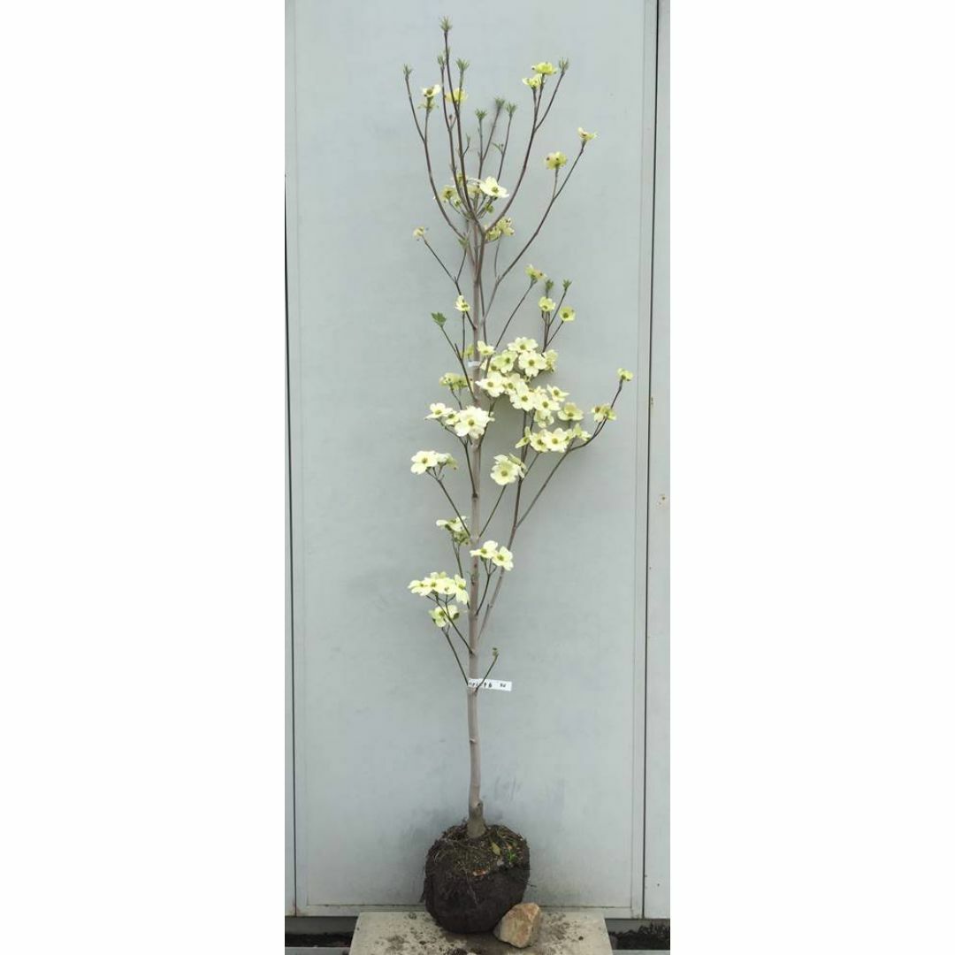 《現品》花水木（ハナミズキ）白花　樹高1.8ｍ（根鉢含まず）46【苗木/植木】 ハンドメイドのフラワー/ガーデン(その他)の商品写真