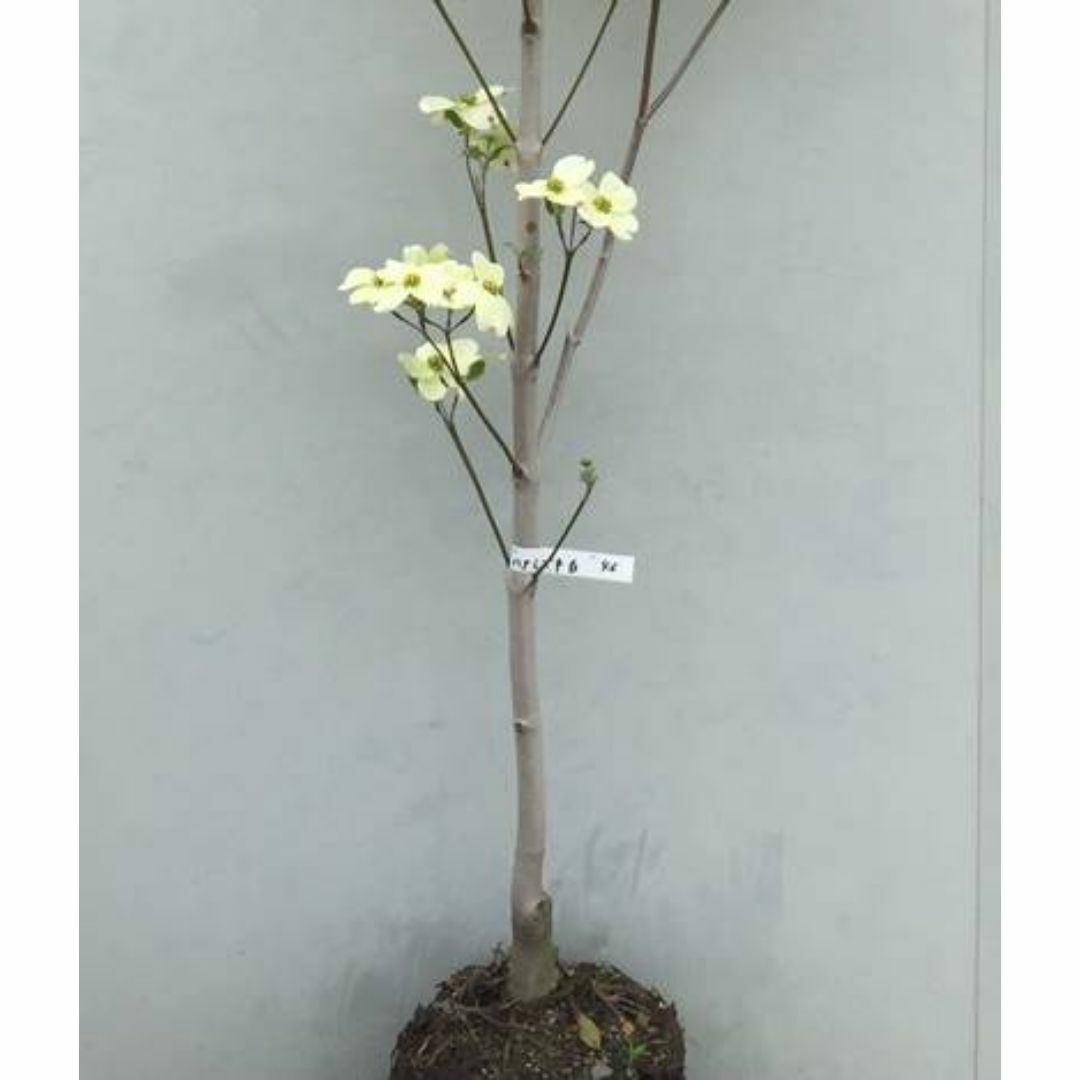 《現品》花水木（ハナミズキ）白花　樹高1.8ｍ（根鉢含まず）46【苗木/植木】 ハンドメイドのフラワー/ガーデン(その他)の商品写真