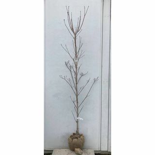 《現品》花水木（ハナミズキ）白花　樹高1.8ｍ（根鉢含まず）47【苗木/植木】(その他)