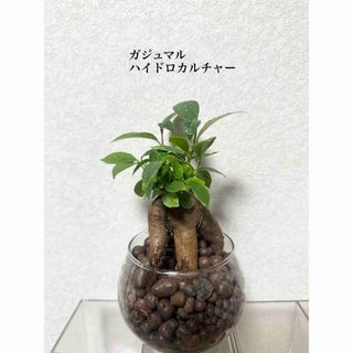 ガジュマル　ハイドロカルチャー　観葉植物(ドライフラワー)