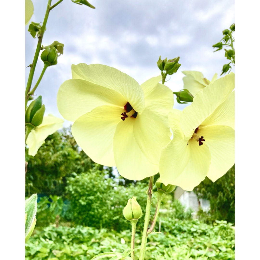 花オクラの種　50粒  花を食べる♪ ハンドメイドのフラワー/ガーデン(その他)の商品写真