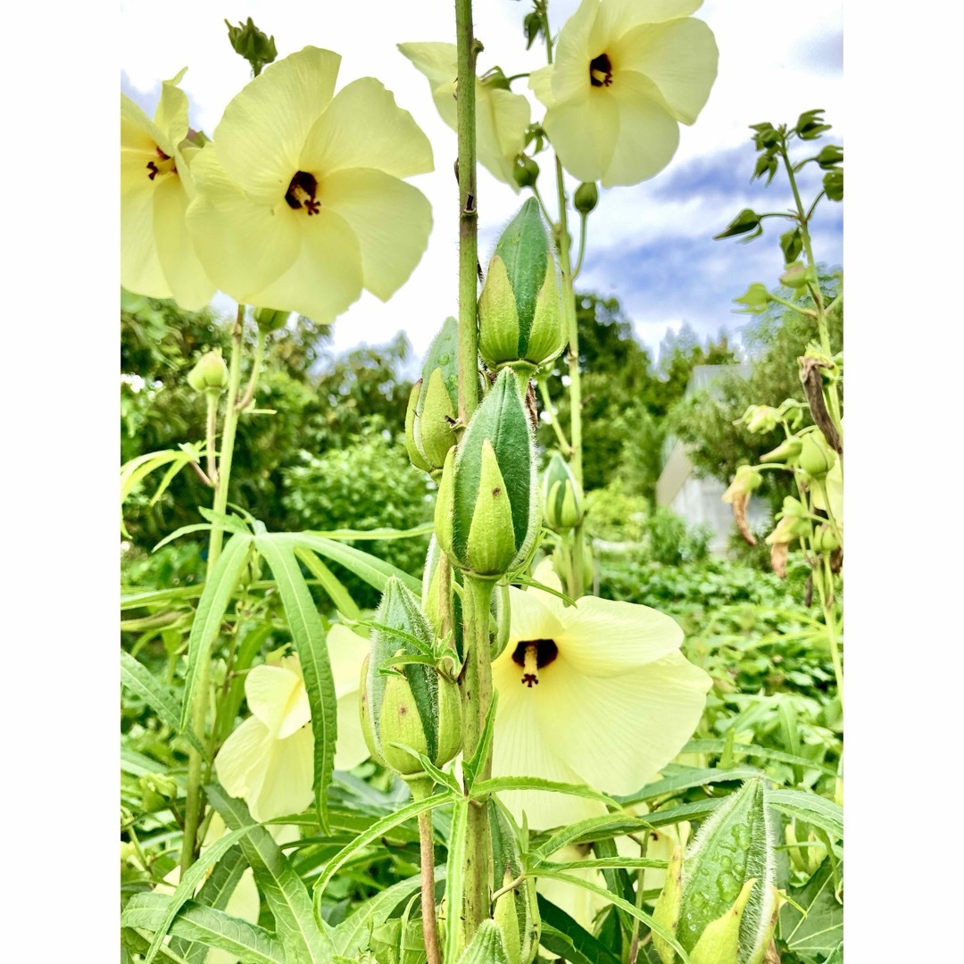 花オクラの種　50粒  花を食べる♪ ハンドメイドのフラワー/ガーデン(その他)の商品写真