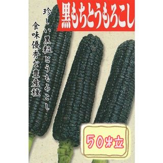 野菜の種【とうもろこし】黒もちとうもろこし①(野菜)