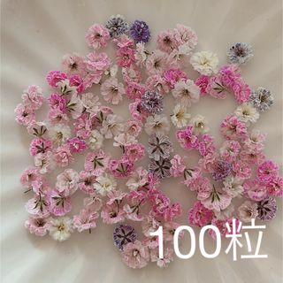 ピンク系 かすみ草ドライフラワー100粒(ドライフラワー)