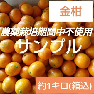 8 農薬栽培期間中不使用 金柑 キンカン 約1キロ(フルーツ)
