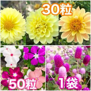 花の種　ダリア（イエロー系）　日々草（ニチニチソウ）　千日紅(その他)