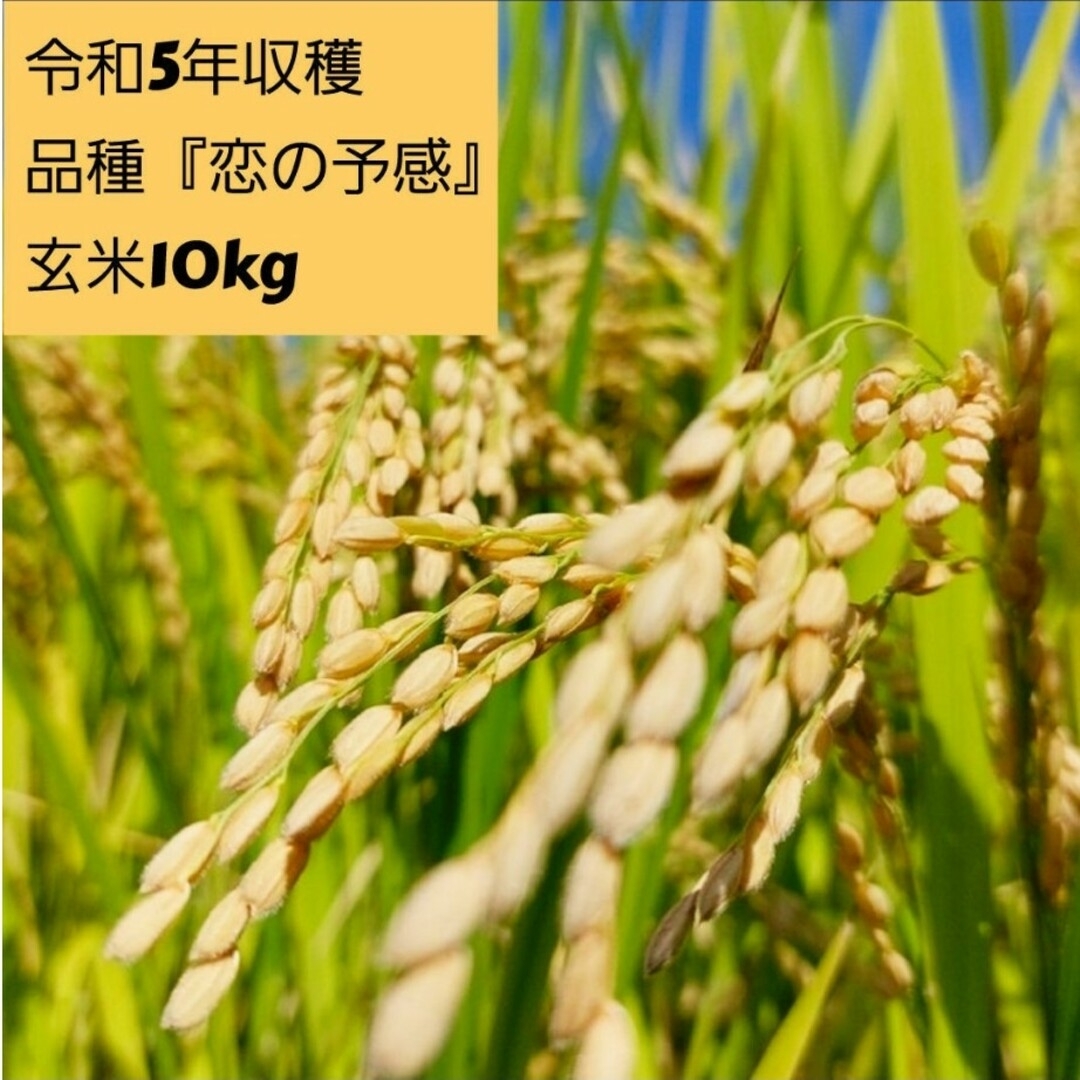 玄米 10kg (令和５年収穫) 品種『恋の予感』広島県産 食品/飲料/酒の食品(米/穀物)の商品写真