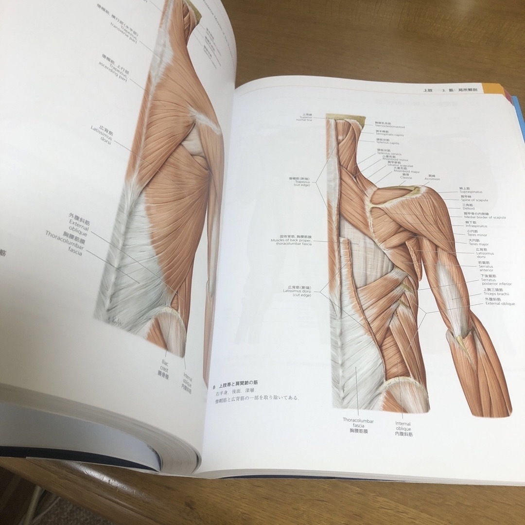 柔道整復　プロメテウス　解剖学アトラス　中古　医療事典 エンタメ/ホビーの本(健康/医学)の商品写真