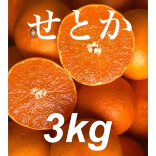愛媛県産 みかん 高級柑橘 せとか 箱別3kg 発送 柑橘 ミカン 果物(フルーツ)