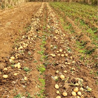 [産地直送] 徳之島産 新じゃがいも10kg(野菜)