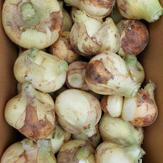 長崎県産　規格外新玉ねぎ10㎏(野菜)