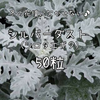 【シルバーダストのタネ】50粒 種子 種 ダスティミラー シロタエギク 白妙菊(その他)