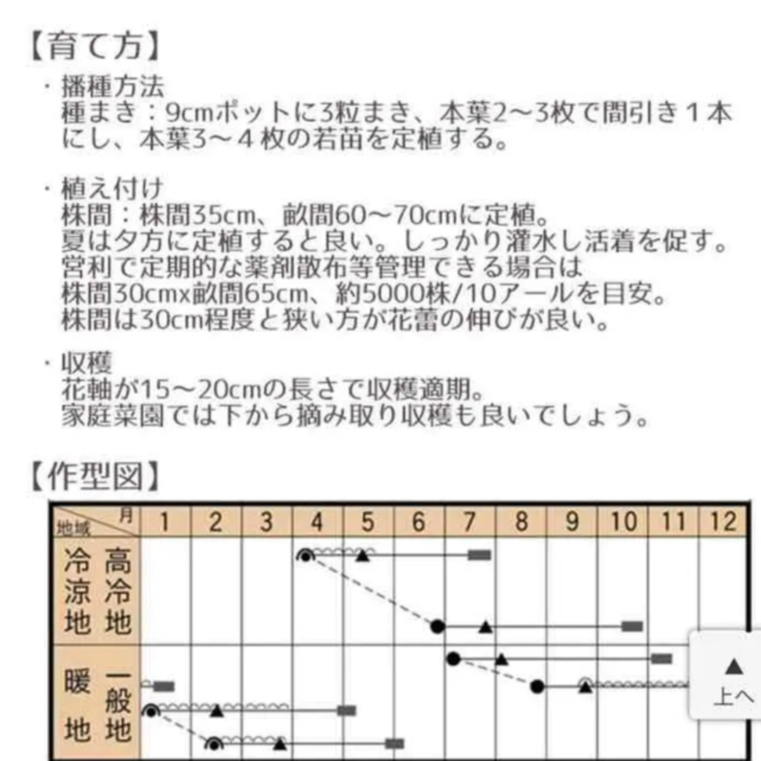 野菜のタネ　カリフローレ（カリフラワー）　イタリアの珍しい種 10個 食品/飲料/酒の食品(野菜)の商品写真