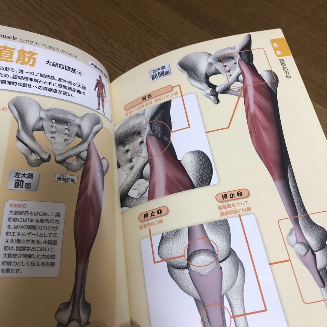 柔道整復学　筋肉の仕組み、働き事典　カバー無し　中古 エンタメ/ホビーの本(健康/医学)の商品写真