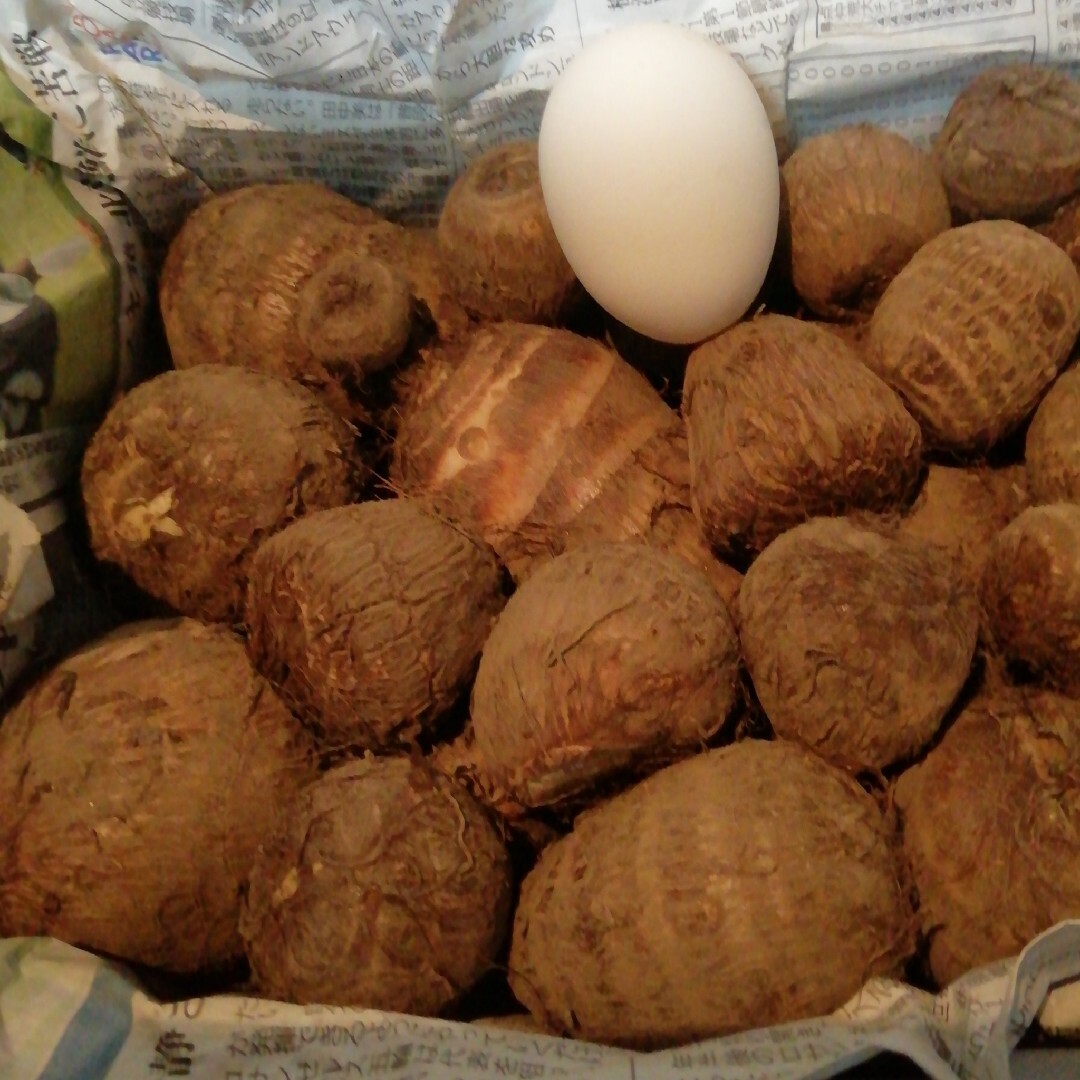 里芋　1.35kg超　無農薬栽培のさといも　自家用　さつまいもの大盛況に感謝 食品/飲料/酒の食品(野菜)の商品写真