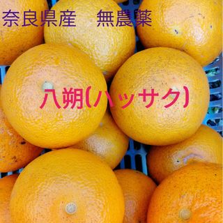 八朔(ハッサク)　奈良県産　80サイズ 約5kg　家庭用　無農薬(フルーツ)