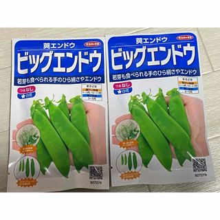 ビックエンドウ　種(野菜)