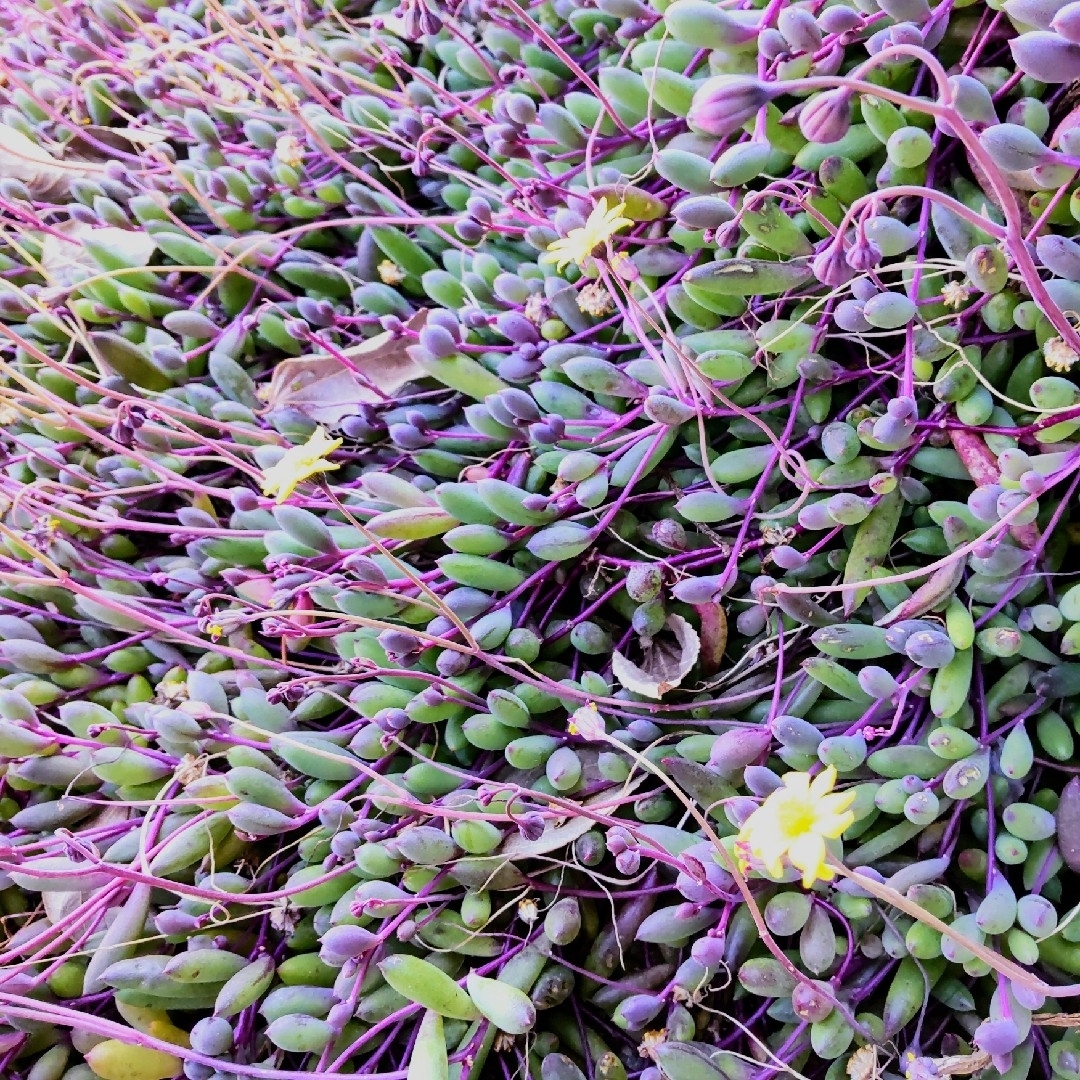 多肉植物ルビーネックレス カット苗 ハンドメイドのフラワー/ガーデン(その他)の商品写真