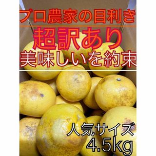 超訳あり土佐文旦：美味しいを約束4.5kg(フルーツ)